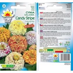 Nasiona Cynia daliowa Candy Stripe Tor305