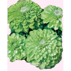 Nasiona Cynia daliowa Envy Tor309