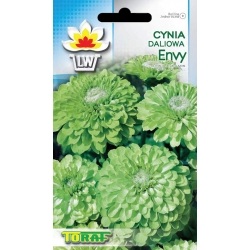Nasiona Cynia daliowa Envy Tor309