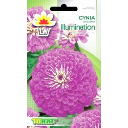 Nasiona Cynia daliowa iIlumination Tor303