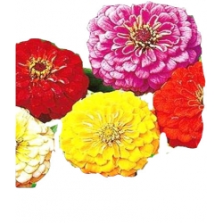 Nasiona Cynia daliowa Tor304