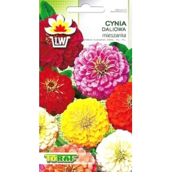 Nasiona Cynia daliowa Tor304