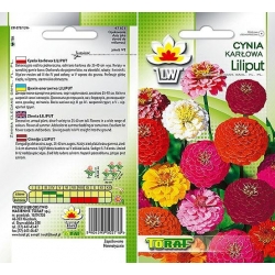 Nasiona Cynia daliowa Tor304