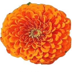 Nasiona Cynia daliowa Tor306