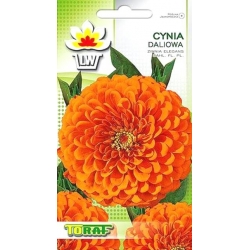 Nasiona Cynia daliowa Tor306