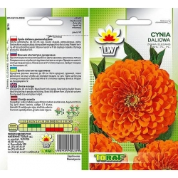 Nasiona Cynia daliowa Tor306