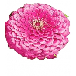 Nasiona Cynia daliowa Tor307