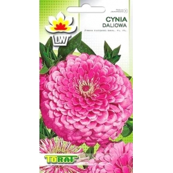 Nasiona Cynia daliowa Tor307