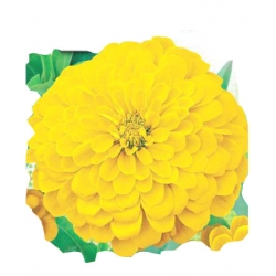 Nasiona Cynia daliowa Tor308