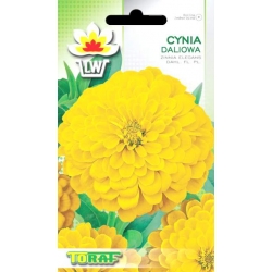 Nasiona Cynia daliowa Tor308