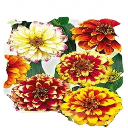 Nasiona Cynia perska Tor299