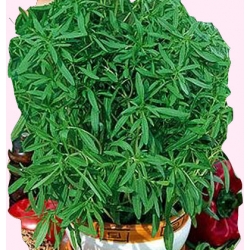 Nasiona Cząber Tor582