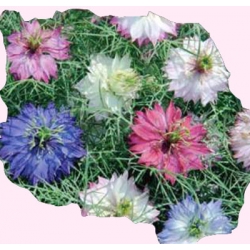  Nasiona Czarnuszka Damasceńska Tor311