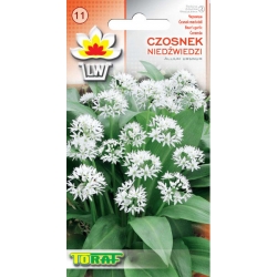 Nasiona Czosnek niedźwiedzi Tor583