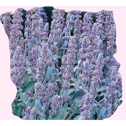 Nasiona Czyściec wełnisty Tor312