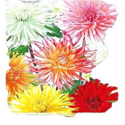 Nasiona Dalia Kaktusowa mix Tor316