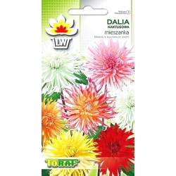 Nasiona Dalia Kaktusowa mix Tor316