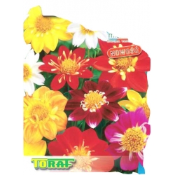 Nasiona Dalia karłowa Dwarf Collarette Dandy Tor314