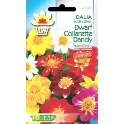 Nasiona Dalia karłowa Dwarf Collarette Dandy Tor314
