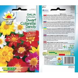 Nasiona Dalia karłowa Dwarf Collarette Dandy Tor314