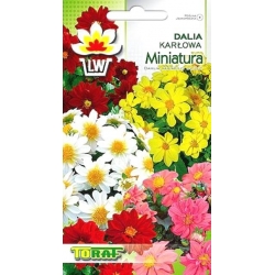 Nasiona Dalia karłowa Miniatura Tor313