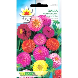 Nasiona Dalia Zmienna Pomponowa Tor315