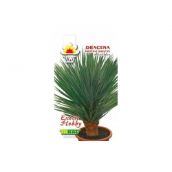 Nasiona Dracena smocza Tor613