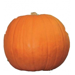 Nasiona Dynia olbrzymia BAMBINO Tor37