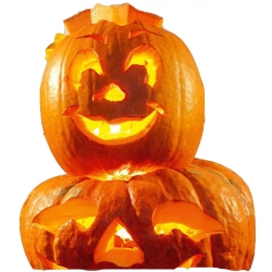 Nasiona Dynia olbrzymia Big Max Tor36