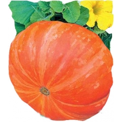 Nasiona Dynia olbrzymia Golias Tor38