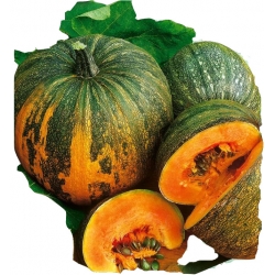 Nasiona Dynia olbrzymia Rouge Tor40