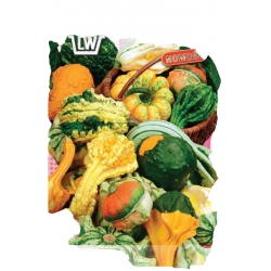 Nasiona Dynia ozdobna Little Indian Tor319