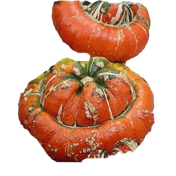Nasiona Dynia ozdobna Turecki Turban Tor318