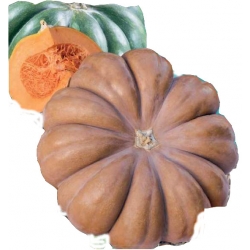 Nasiona Dynia piżmowa Muscat Provence Tor42