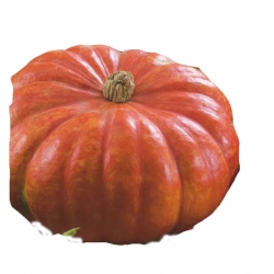 Nasiona Dynia olbrzymia Rouge Tor40