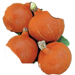 Nasiona Dynia olbrzymia Uchiko Kuri Tor39