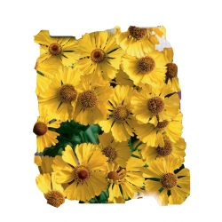 Nasiona Dzielżan złotożółty-roślina miododajna Tor321