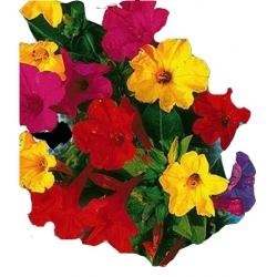 Nasiona Dziwaczek Tor323