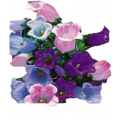 Nasiona Dzwonek ogrodowy Tor324