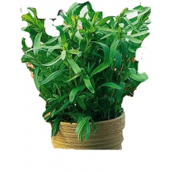  Nasiona Estragon Tor584