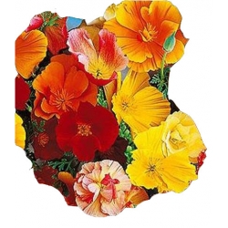 Nasiona Eszolcja Kalifornijska Tor325