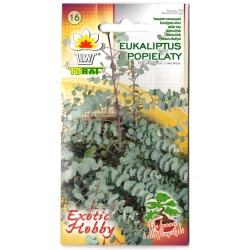 Nasiona Eukaliptus popielaty Silver Dollar Tor615