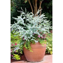 Nasiona Eukaliptus właściwy Tor614