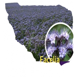Nasiona Facelia błękitna Tor559