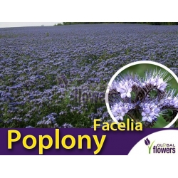 Nasiona Facelia błękitna Tor559