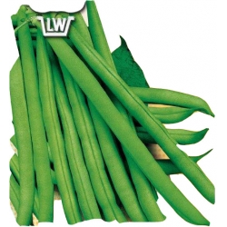 Nasiona Fasola szp. karł. Bona Tor43