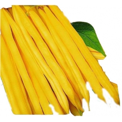 Nasiona Fasola szp. karł. żółtostr. Golden Tor51