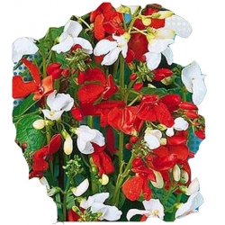 Nasiona Fasola ozdobna Tor326