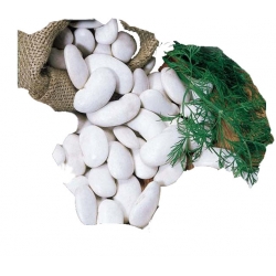 Nasiona Fasola tyczna Piękny Jaś Tor58