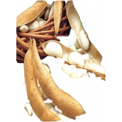 Nasiona Fasola tyczna RIPOSTA Tor59